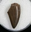 Tyrannosaurid Tooth Tip - Montana #9985-1